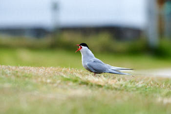 Oiseaux de mer<br>NIKON D4, 500 mm, 1800 ISO,  1/2500 sec,  f : 8 